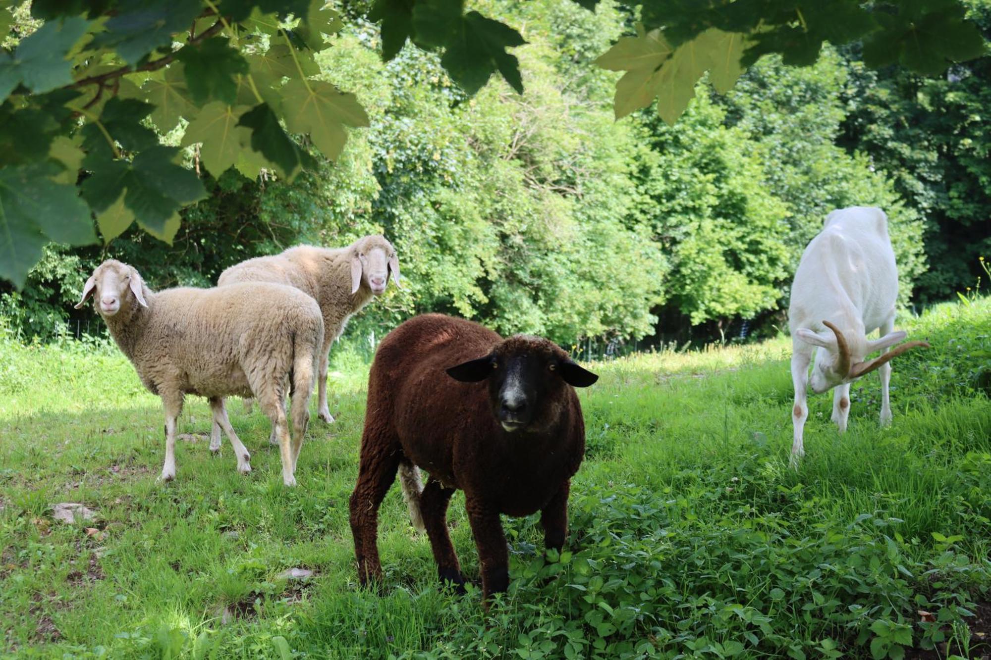 Ferienhof Millinghof Leogang Luaran gambar